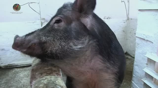 Мини-свинки из питомника при Институте цитологии и генетики СО РАН.