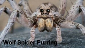 Do Spiders Make Noise - What Sounds Do Spiders Make