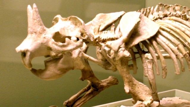 ПАЛЕОНТОЛОГИЧЕСКИЙ КРИНЖ |Моржевидный дельфин, рогатый суслик, броненосец переросток