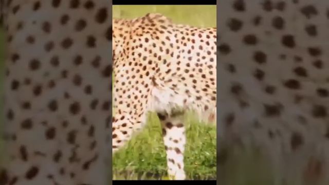 How To See Genus-Panthers смотреть онлайн