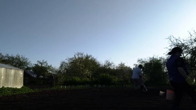 сажаем картошку 15.05.21 смотреть онлайн