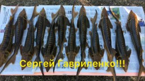 Осетр холодного копчения. Весь процесс в одном видео от разделки рыбы до дегустации.