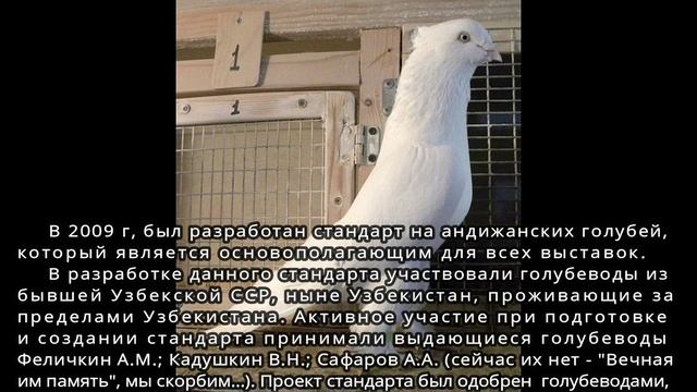 1. Первый фильм Андижанские (узкочубые) голуби