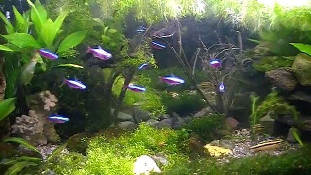 Красные неоны смотреть онлайн