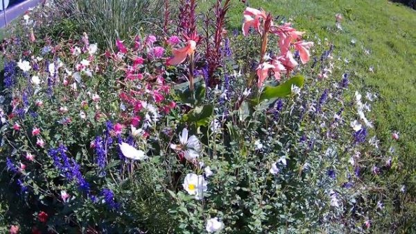 Guitarra Azul   Golden Boy