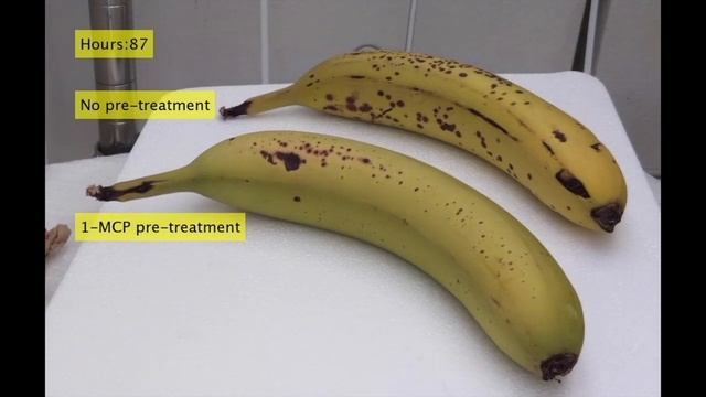 Plant Hormones: Ethylene смотреть онлайн