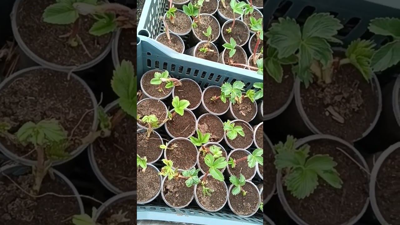 Обзор клубники фриго, высаженной в стаканчики 5 дней назад #shots смотреть онлайн