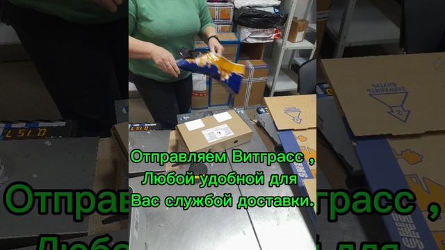 витграсс в сухом виде