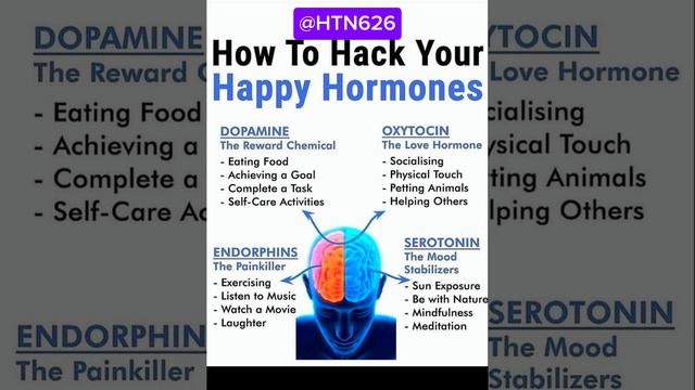 How to Hack Happy Hormones// HTN Medical Media смотреть онлайн