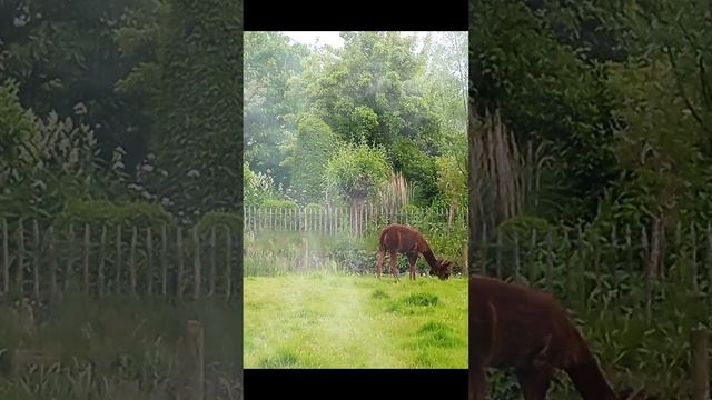 Альпака смотреть онлайн