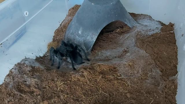Grammostola pulchra, feeding & happy dance 8x speed смотреть онлайн