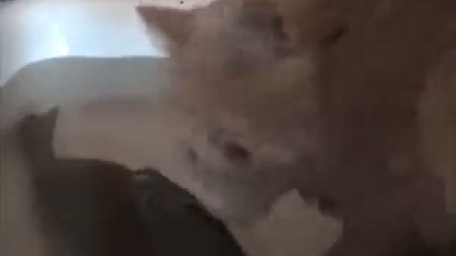 Кот и карп смотреть онлайн