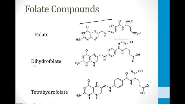 Biochemistry - 1. Molecular Biochemistry - 3. Pyrimidine Metabolism atf смотреть онлайн