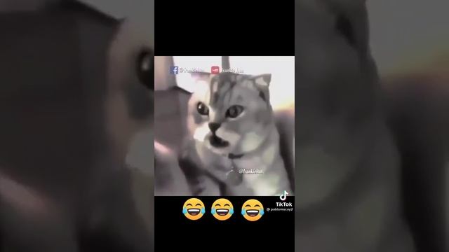 Кострировали кота смотреть онлайн
