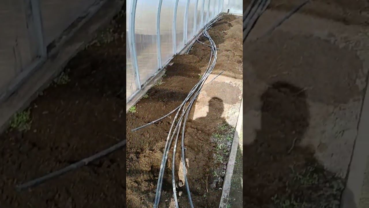 Освобождаем огуречную теплицу. Всех с праздником труда! #shots смотреть онлайн