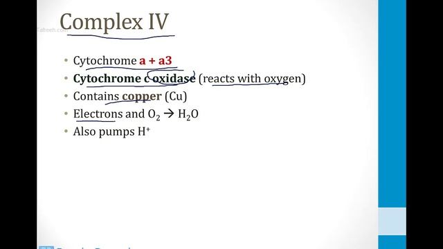 Biochemistry - 2. Metabolism - 9. Electron Transport Chain Atf