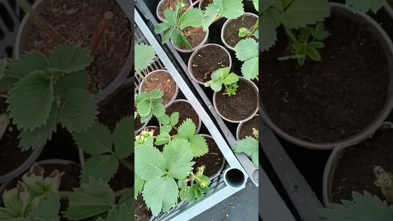 Клубника фриго на 10 день после посадки в стаканчики #shots смотреть онлайн