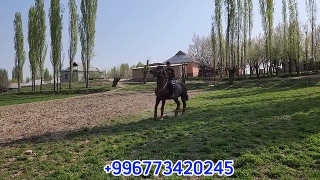 күрөң ЛЕГЕНДА 175+СМ💥 Буркан акеден чыкты 👍31 марта 2023 г. смотреть онлайн