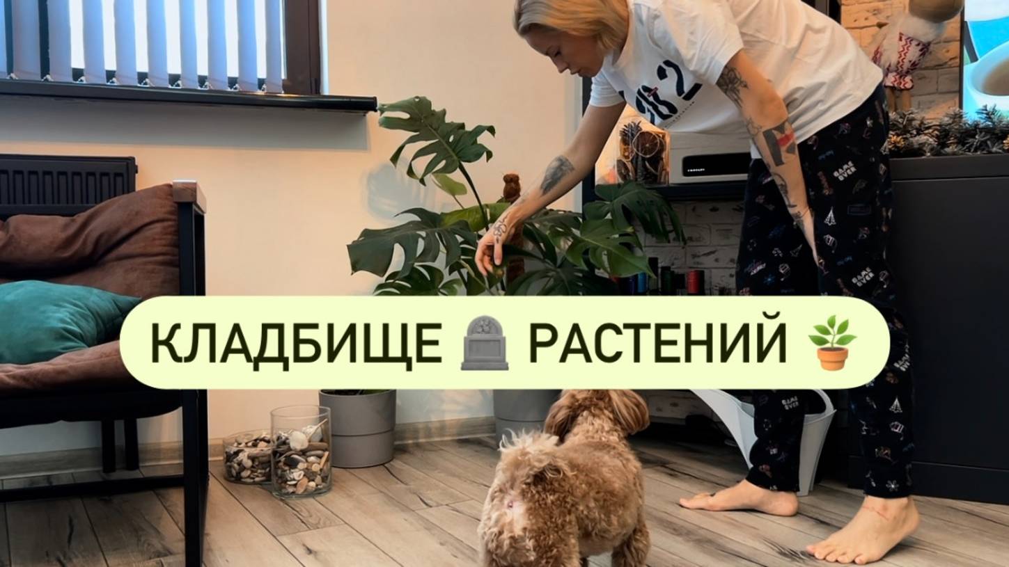 Влог страдающей огородницы 🪴 Кладбище домашних растений смотреть онлайн