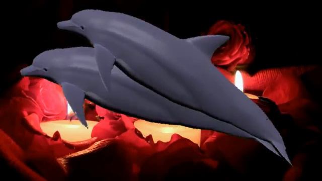 dolphin romance смотреть онлайн