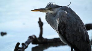 Цапля на зимовке