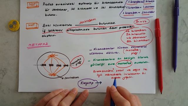 10. Sınıf Hücre Bölünmeleri- Mitoz Bölünme- 2 смотреть онлайн
