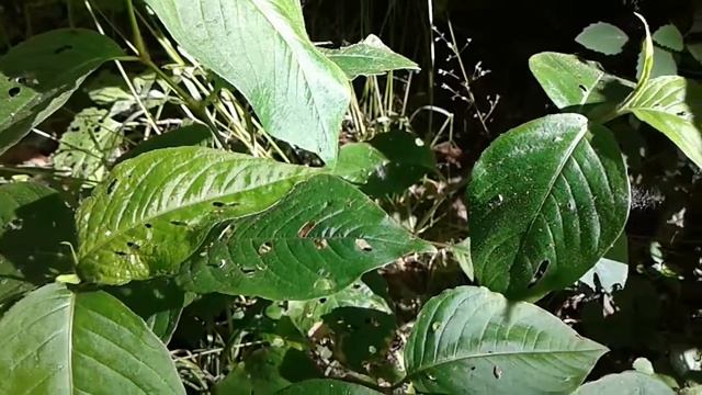 An ant was crawling across one leaf while a spider was lurking on another leaf смотреть онлайн