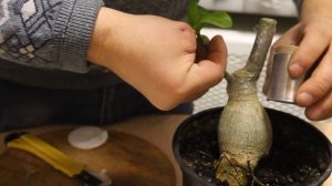 Три способа прививки адениума