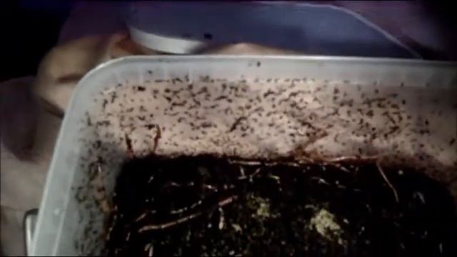 черви 2 Первая неделя с червями