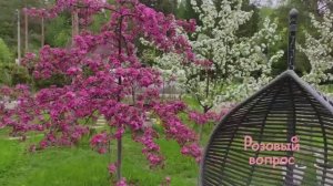 Цветение яблони Пионерка и яблони Долго