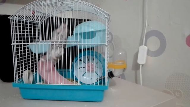 Гиперактивный хомяк))) смотреть онлайн