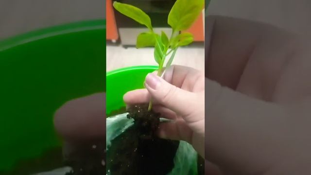 🌶ПЕРЕЦ. 🌶🌶Вынужденная пересадка☹️ смотреть онлайн