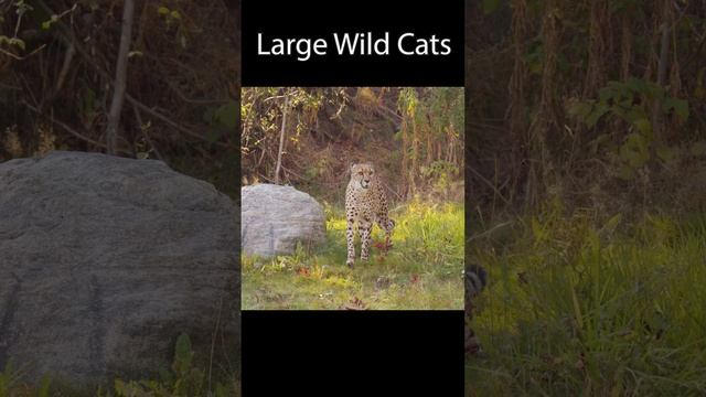 LARGE WILD CATS, FUN HAPPY UPLIFTING MUSIC, HAPPY STRESS RELEASE MOOD BOOSTER, LIONS AND TIGERS смотреть онлайн