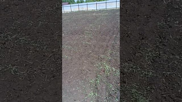 Сидерат горчица взошла #shots смотреть онлайн