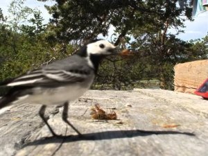 Завтрак на халяву
