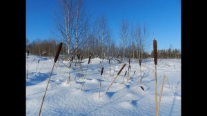 Ждём весну!