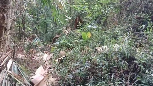 Legit Apem Tembem Bahenol...!!Tinggal Di Hutan Hidup Sendirian Di Rumah Nyentrik Pedalaman Terpenci смотреть онлайн