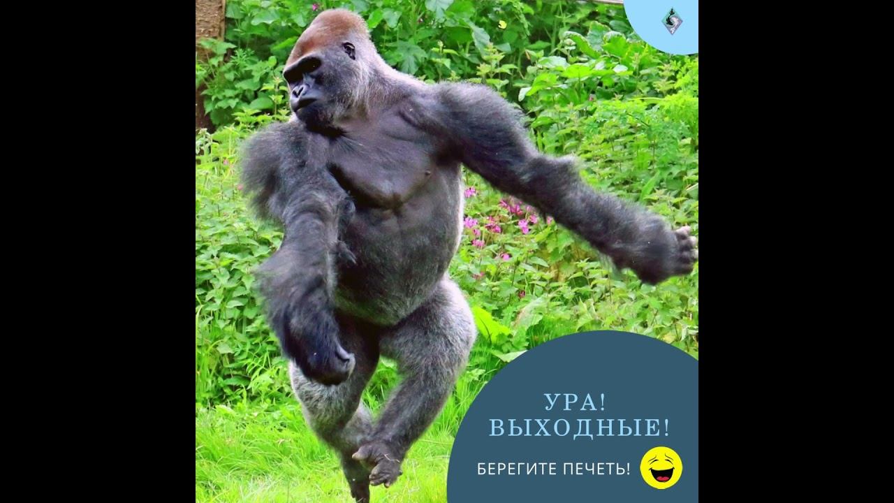 Ура! Выходные! (берегите печень) #shorts смотреть онлайн