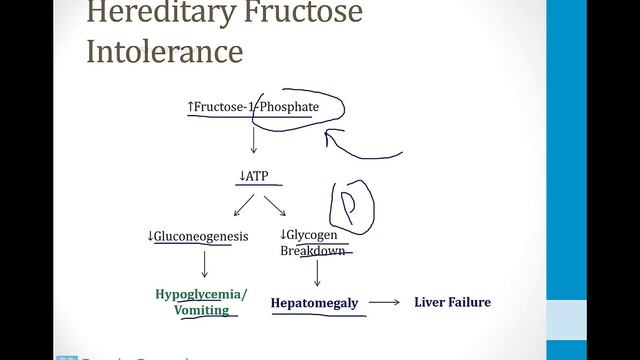 Biochemistry - 2. Metabolism - 6. Fructose And Galactose Atf