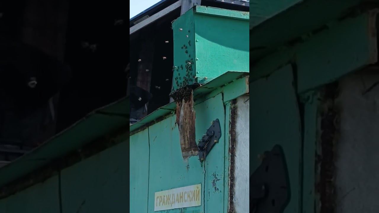 Поймали рой пчёл #shots смотреть онлайн