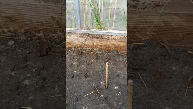 Посев огурцов в теплицу на навозную грядку #shots смотреть онлайн