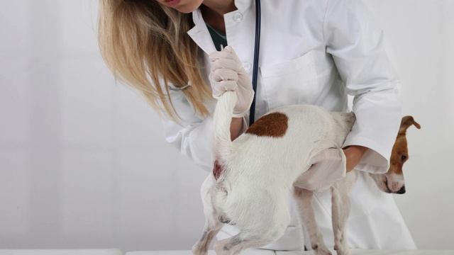 Taurine For Dogs: Understanding Its Crucial Role In Canine Health And Well Being