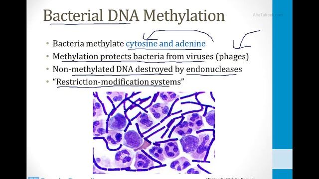 Biochemistry - 1. Molecular Biochemistry - 1. DNA Structure Atf