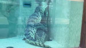 Любовные игры крокодилов.