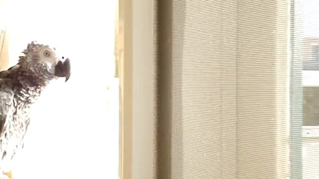Grishka talking African Grey/Гришка разговаривает смотреть онлайн