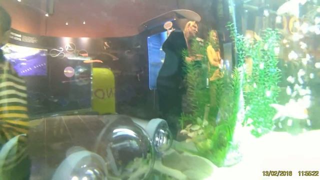 Аквариум. Взгляд изнутри