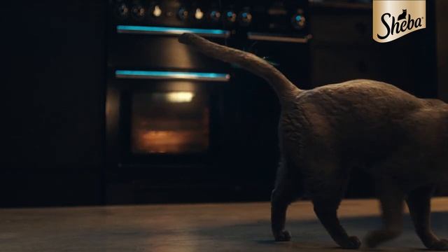 Mars Petcare • Sheba - All They Want Is SHEBA_a knowing smile смотреть онлайн