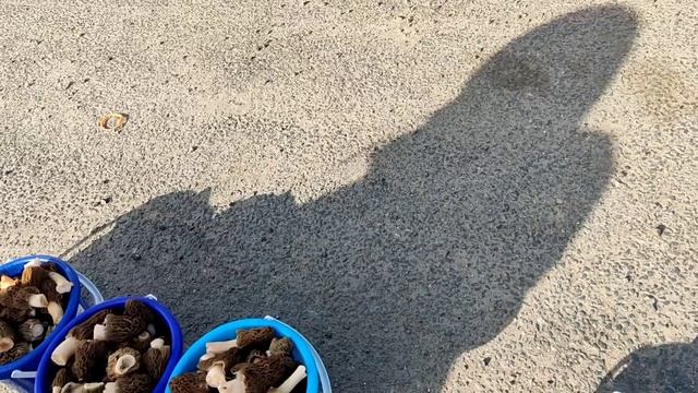 Торговля на трассе # торговля была недолгой //сморчки без клещей // смотреть онлайн