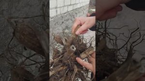 Корни георгинов после зимовки в подвале ...#образование #подпишись #весна