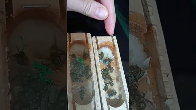 Пришли пчеломатки порода Карника #shots смотреть онлайн